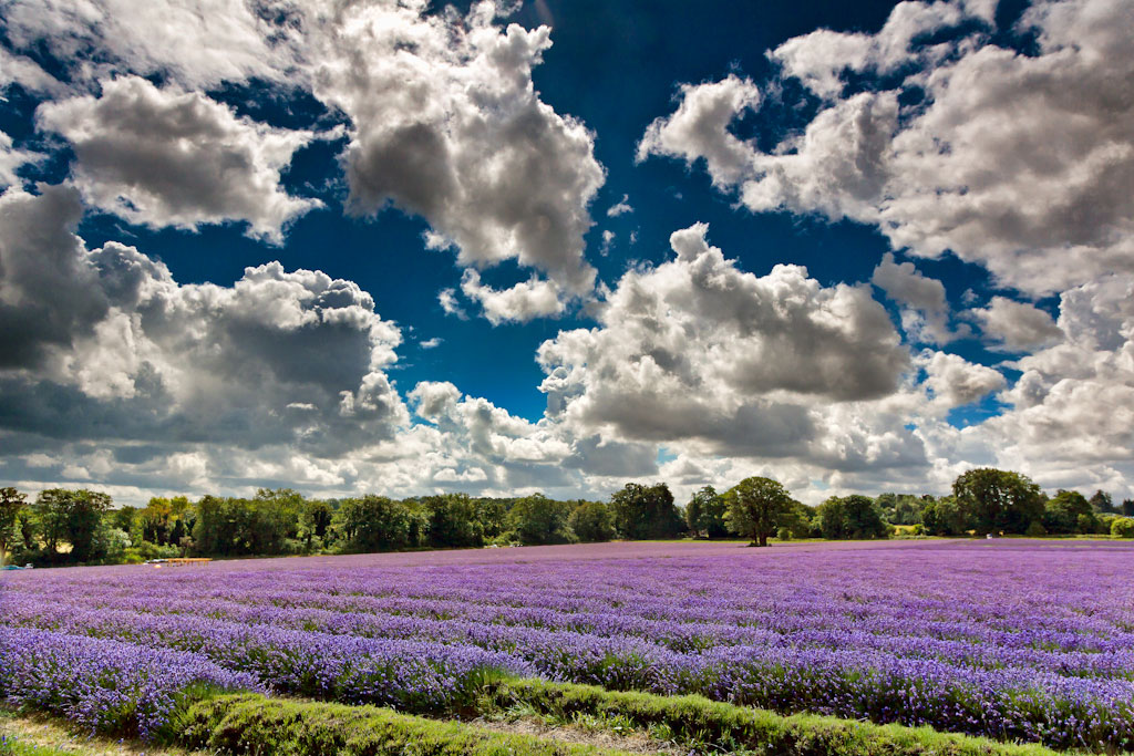 lavender2350 Excelentes wallpapers de paisajes