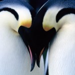 50 hermosos wallpapers de pingüinos