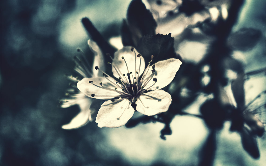 fondos de flores22