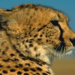 cheetah_01