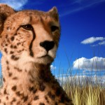 cheetah_02
