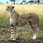 cheetah_03