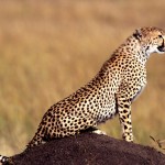 cheetah_08