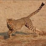cheetah_09