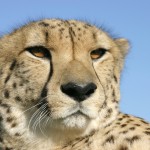 cheetah_10