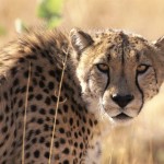 cheetah_11