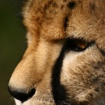 cheetah_12