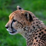 cheetah_13