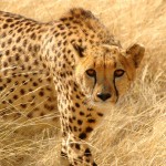 cheetah_16