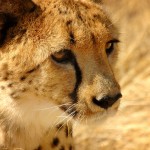 cheetah_17