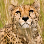cheetah_18