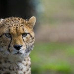 cheetah_19