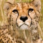 Wallpapers del felino más precioso del planeta: Cheetah o Guepardo